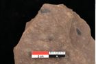 Foto (Detailansicht) von Graminea ? sp.  (NHMW-GEO-2024-0188-0389)